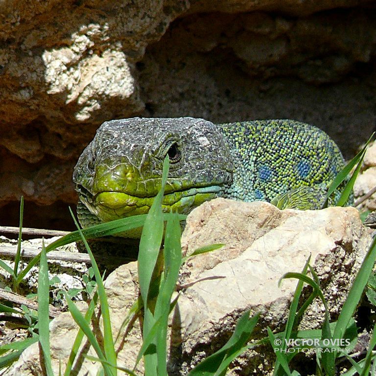 Lagarto Ocelado